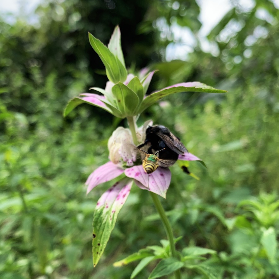 Two bees on spotted horsemint flowering plant