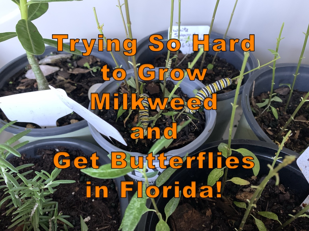 Trying to grow milkweed and feed butterflies