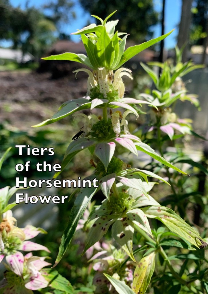 The five tiers of the horsemint flower