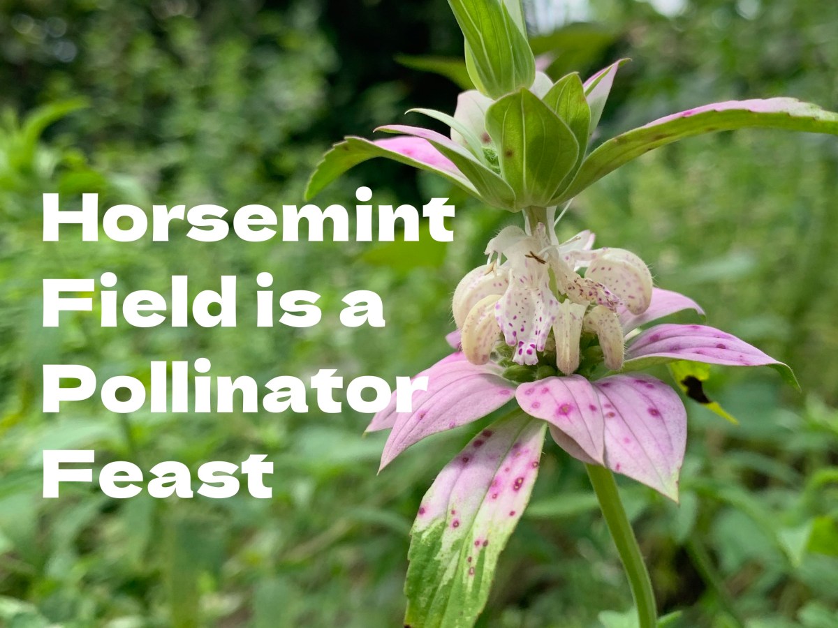 Horsemint Field is a Feast For&nbsp;Pollinators