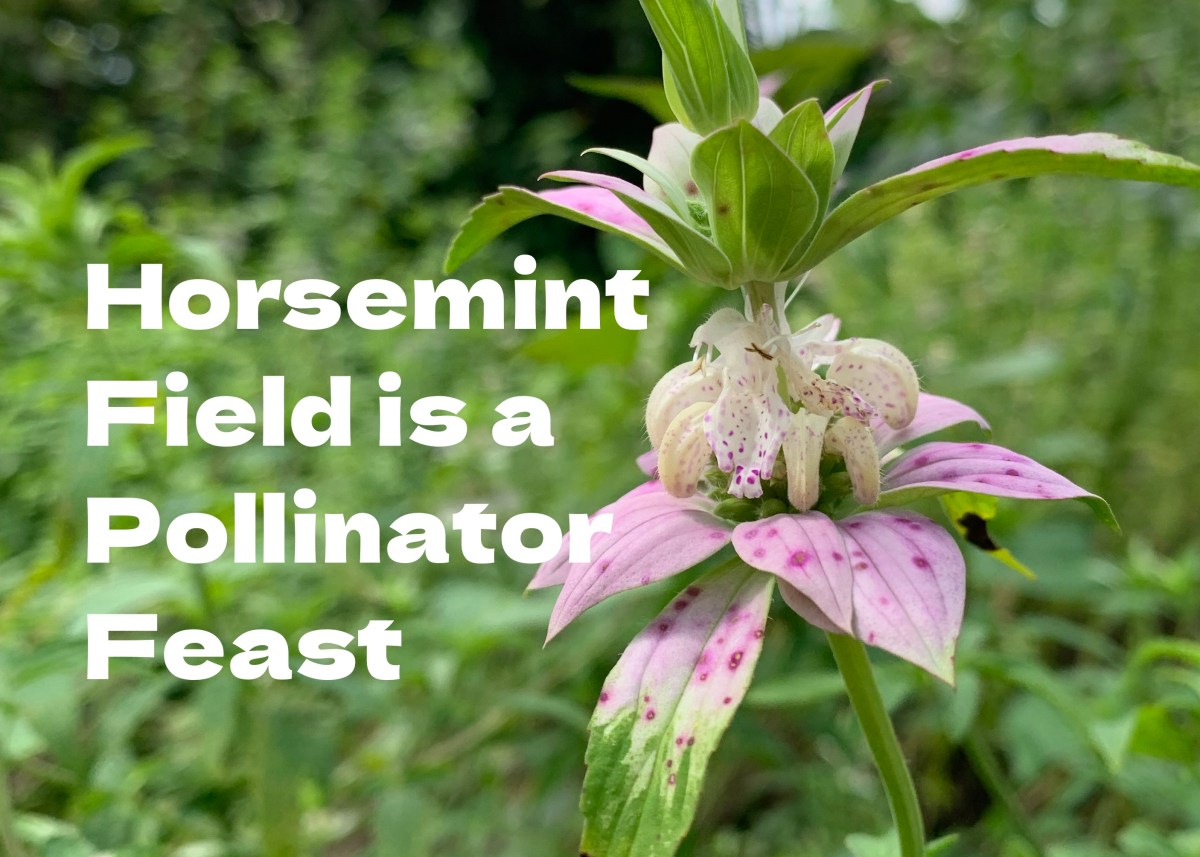 Horsemint field is a pollinator feast