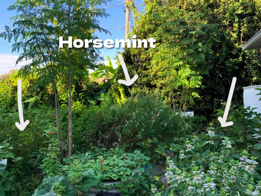horsemint spread from one single plant