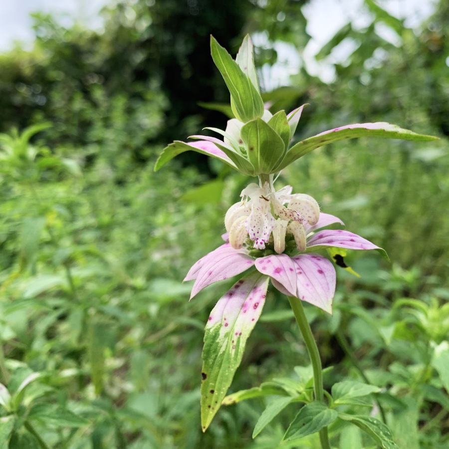 Horsemint flower is pink with spots