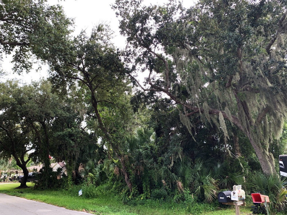 tree filled lot next door before clearing