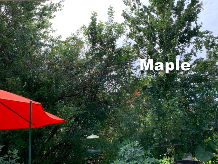 The maple tree with claw excavator coming in to rip it out