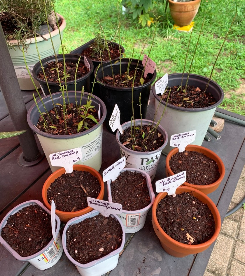 milkweed seeds planted in small pots