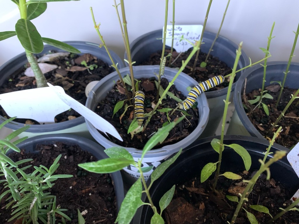caterpillars eating white swamp milkweed