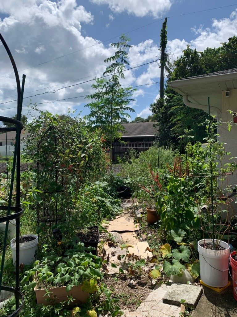 garden path with greenery gone