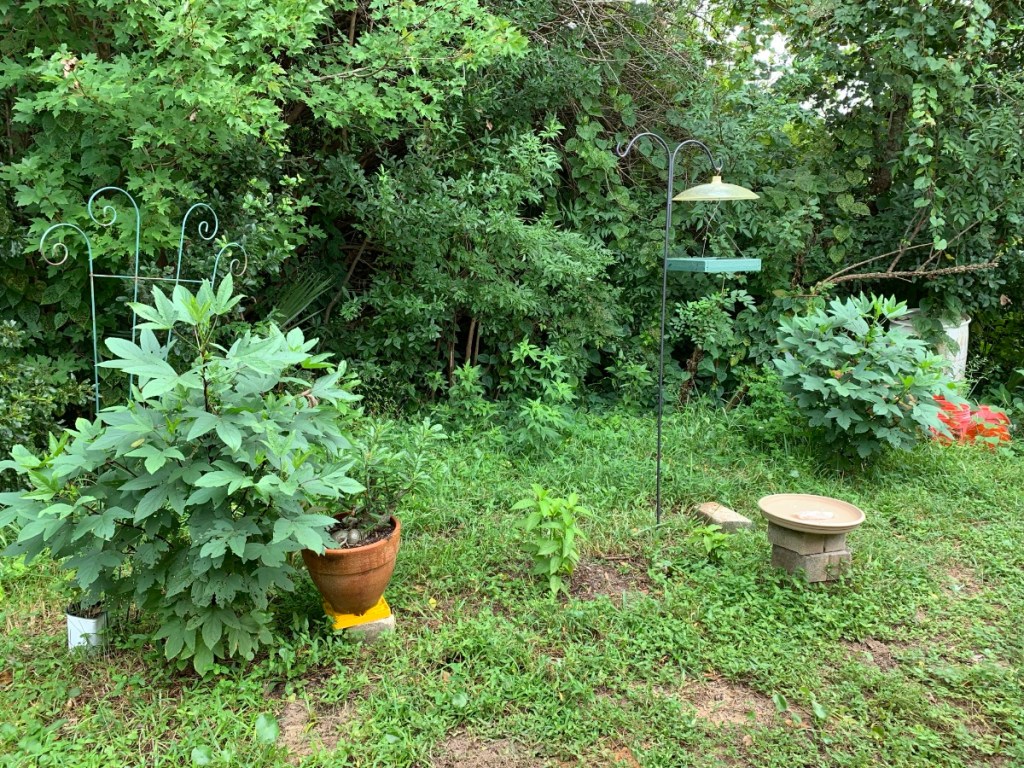My side yard before the lot was cleared