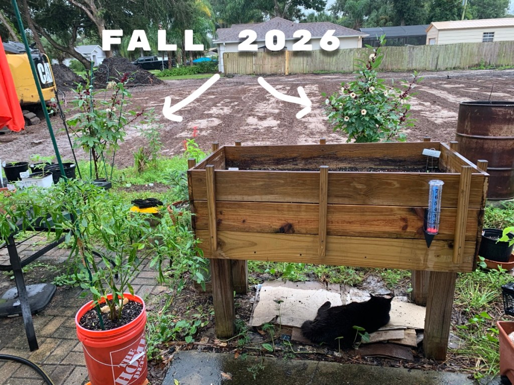 Fall roselle after lot was cleared