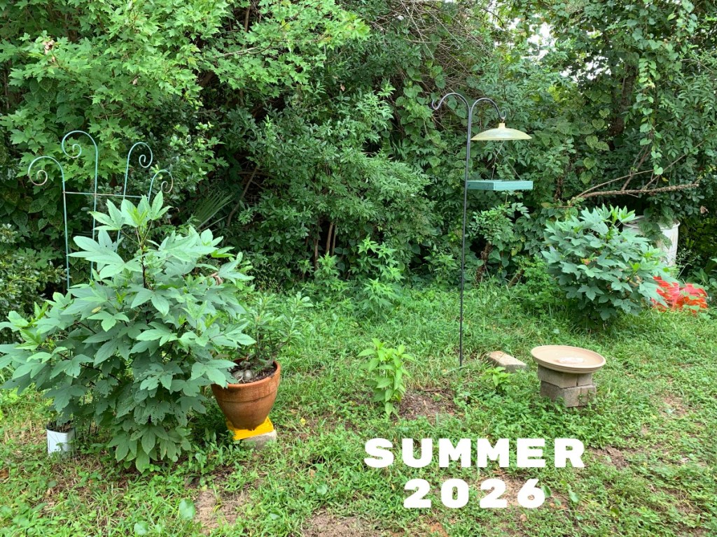 Summer roselle plants before