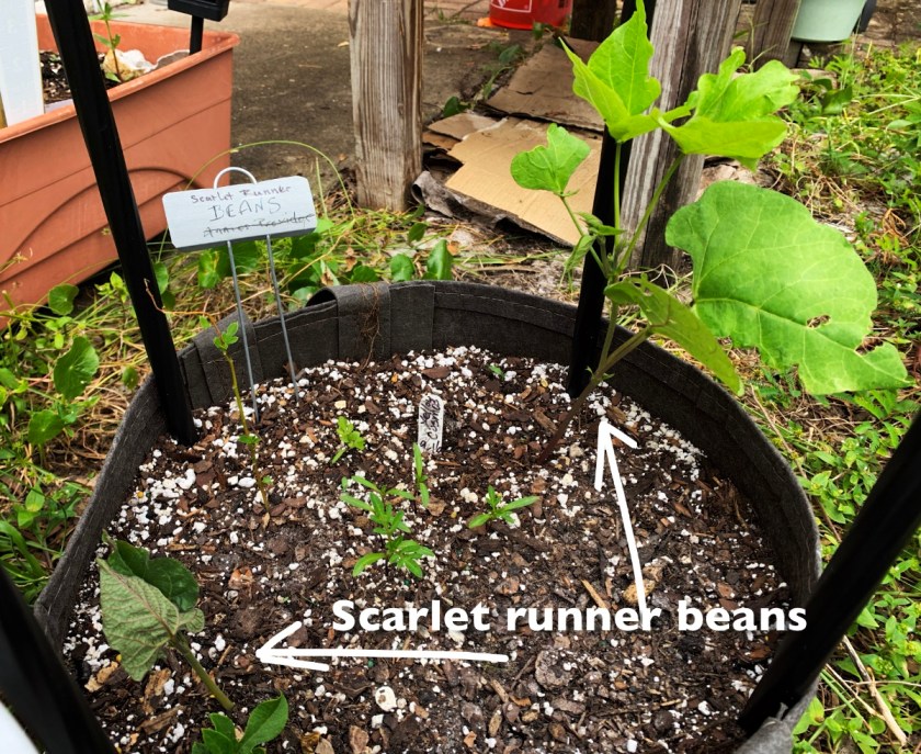 scarlet runner beans seedlings growing in a fabric pot