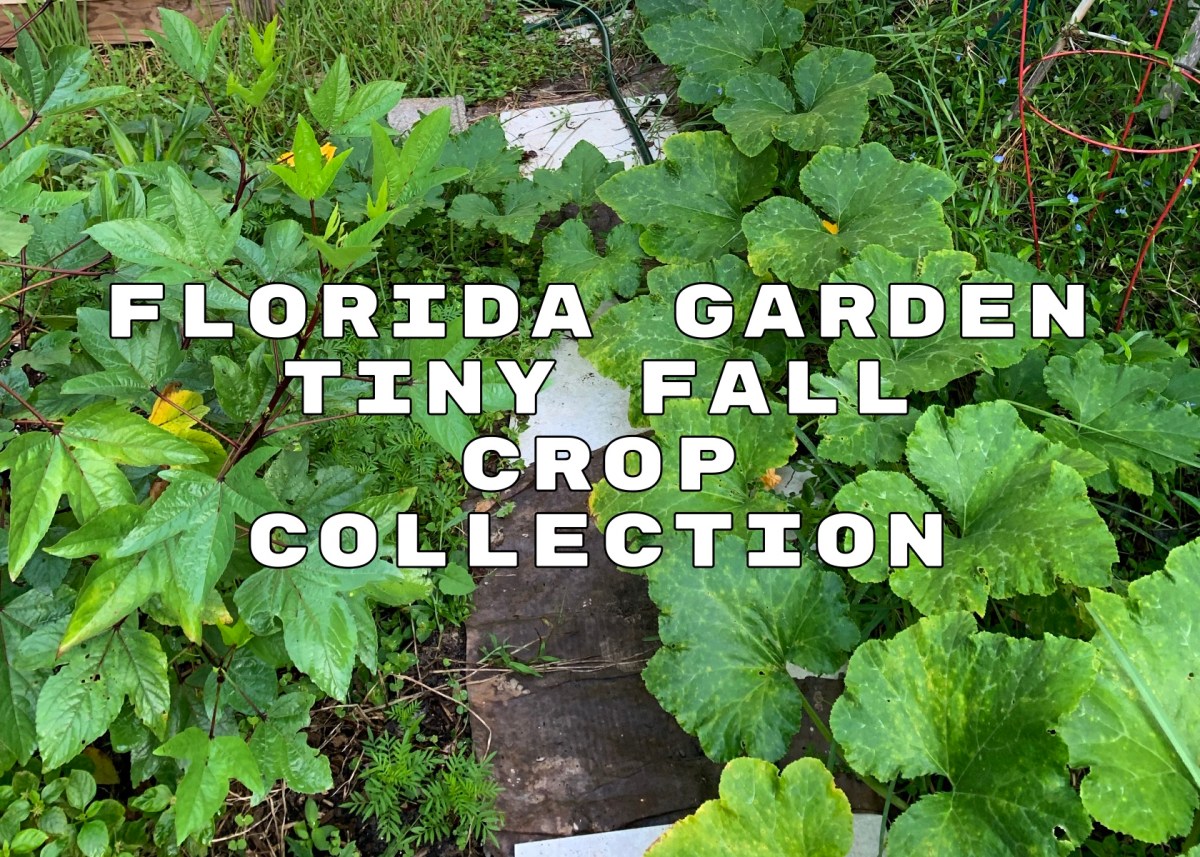 Florida garden fall tiny crop collection
