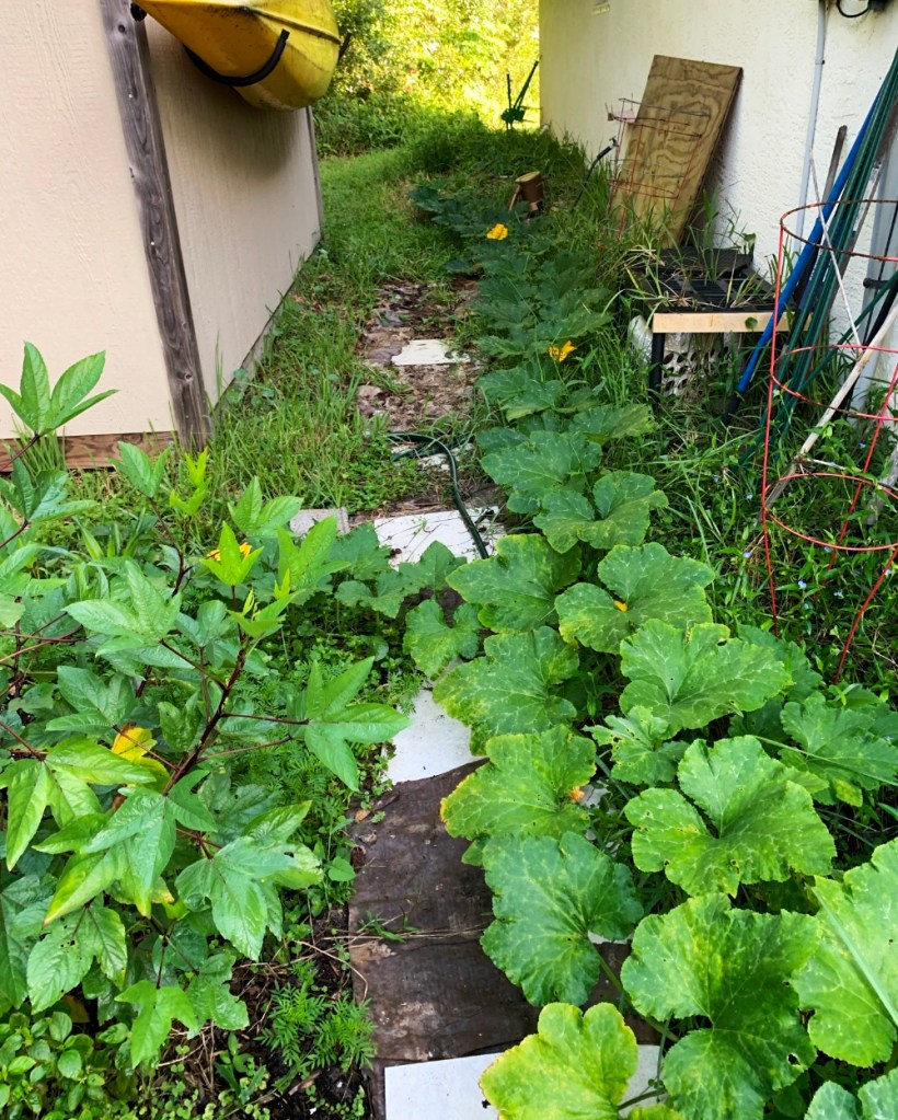Seminole pumpkin vines along the side of a house