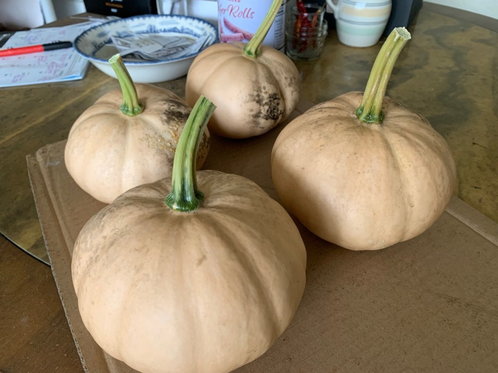 four Seminole pumpkins on the table