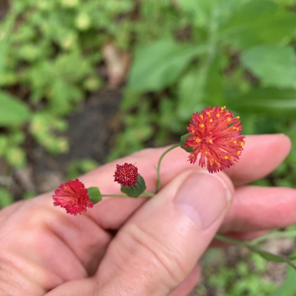 red tasselflower