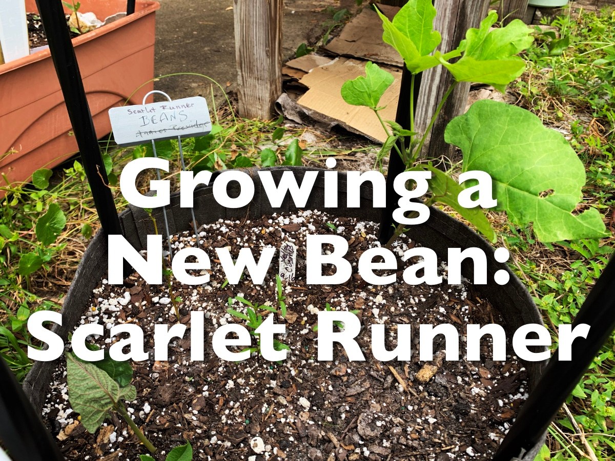 Growing a New Bean; Scarlet&nbsp;Runner