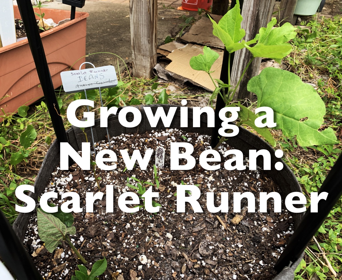 growing a new bean, scarlet runner pole