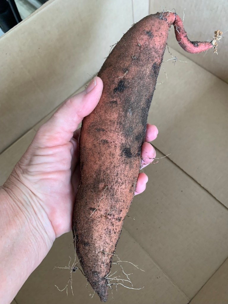 big sweet potato
