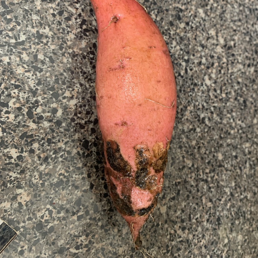sweet potato damaged