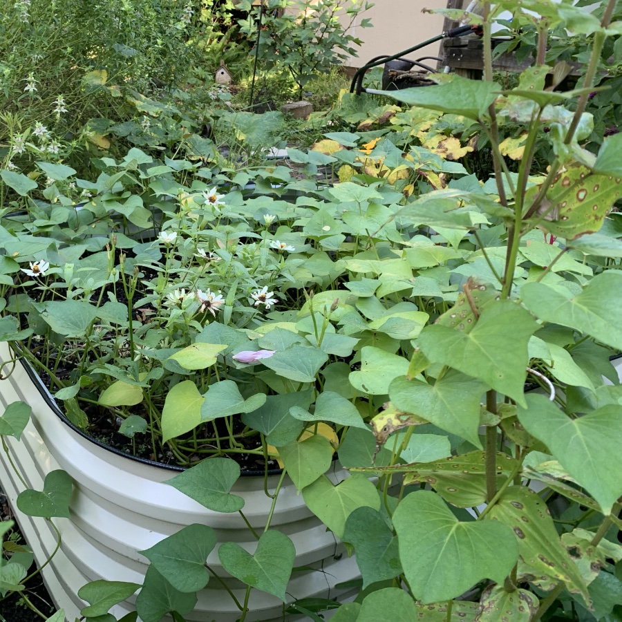 sweet potato vines in raised bed