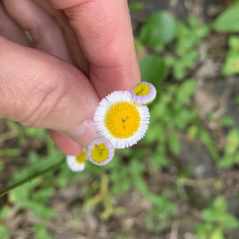florida wildflower with yellow center and white 